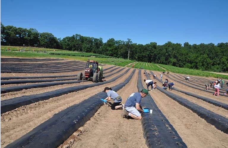 Croda volunteers help plant seeds for charitable organisation America's Grow-a-Row