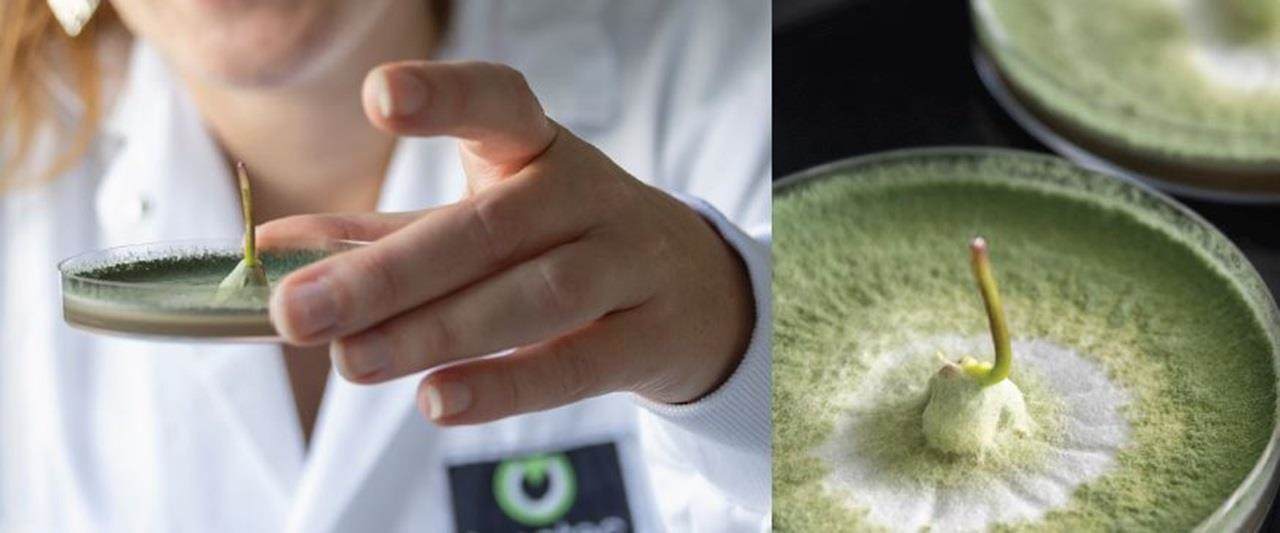 Un laborantin du laboratoire d'Incotec présente des microbes pour l'agriculture dans un plat en apétri.