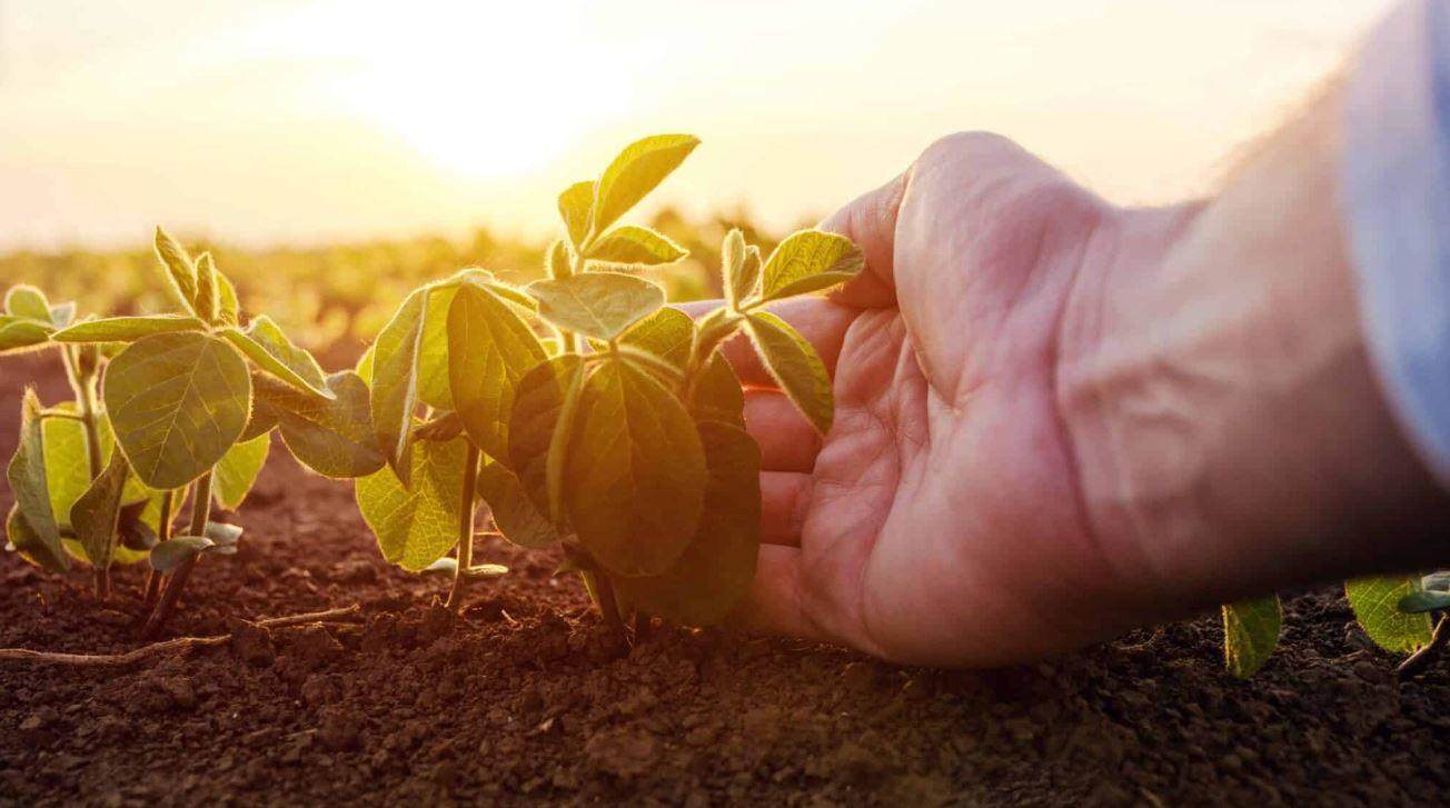 A hand cupping a seedling