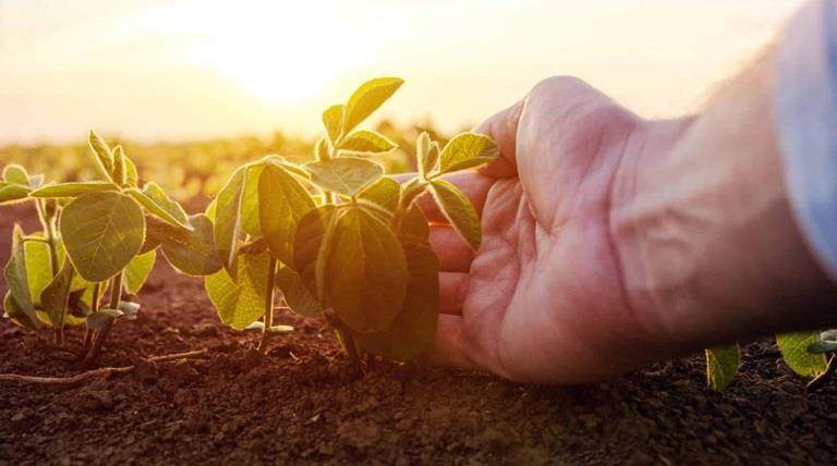 A hand cupping a seedling