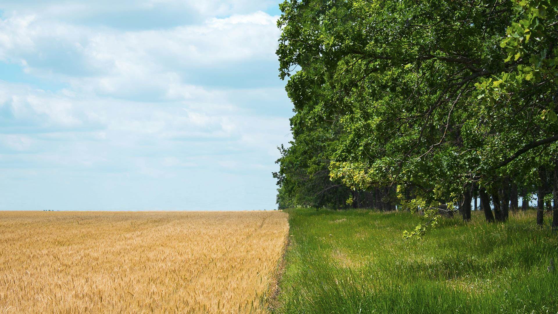 Image of a crop with green foliage and tree border used in Incotec's whitepaper on RegenAg