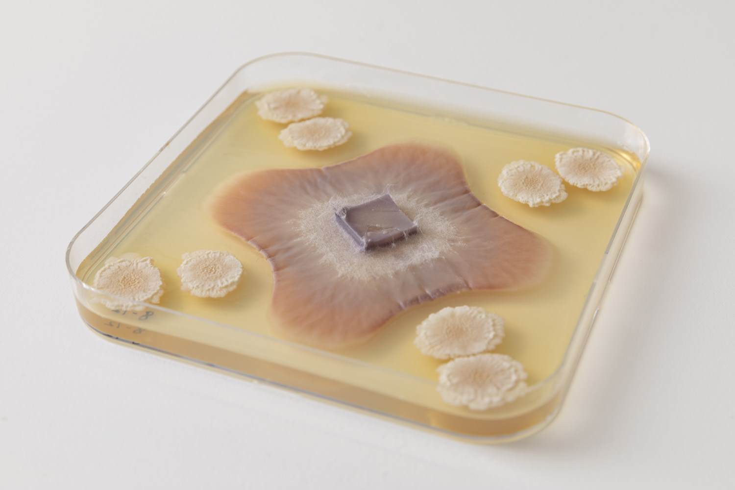 fungi in a petri dish