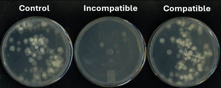 La compatibilité et l'incompatibilité de différentes  bouillies de colonies de Trichoderma asperellum après trois jours d'incubation dans un milieu gélosé à base de pomme de terre et de dextrose à 25 °C.