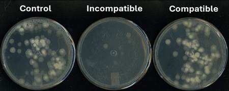 Nesta imagem observa‑se a compatibilidade e a incompatibilidade de diferentes colônias em calda contendo Trichoderma asperellum após três dias de incubação em meio ágar batata‑dextrose, a 25 °C.