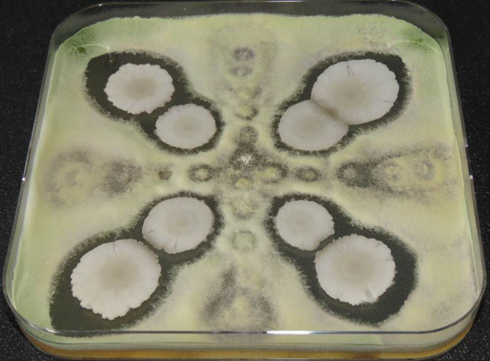 Een bacil en trichoderma die op dezelfde agarplaat groeien