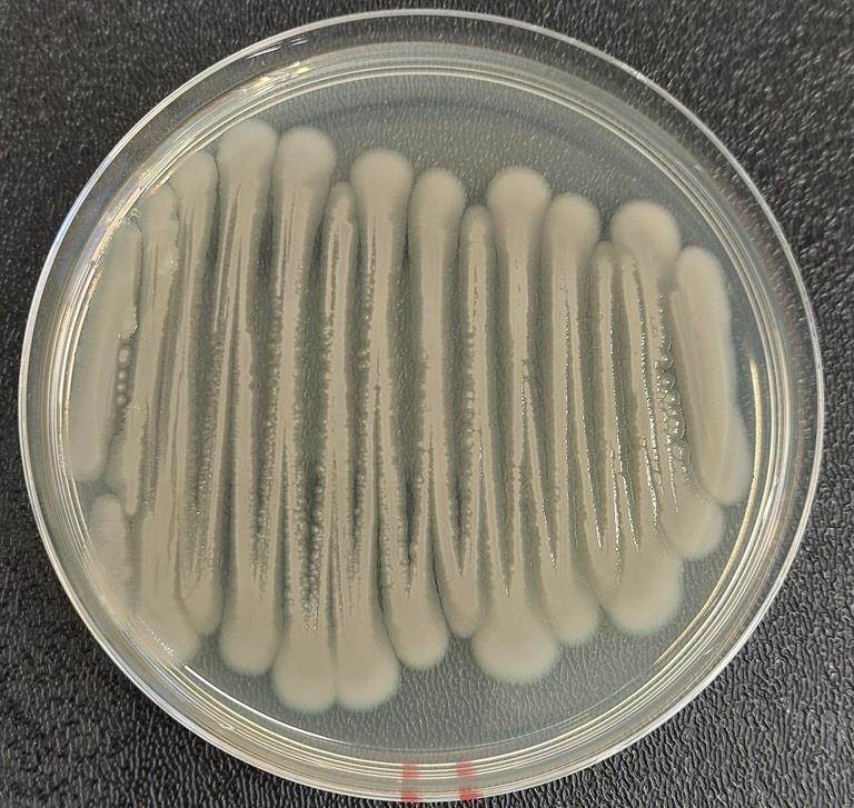 Bacillus