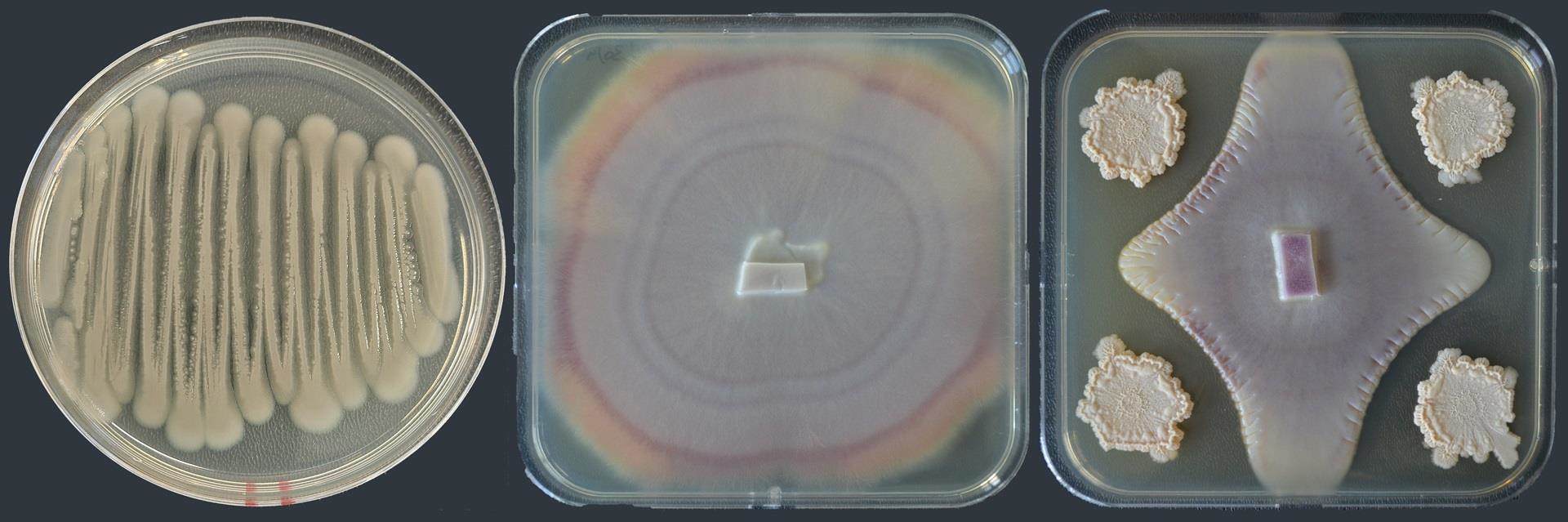 Petrischalen in onderzoek naar toepassingen van Bacillus in de landbouw