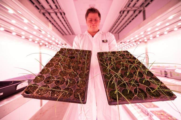 Barry Hoff, Incotecs hoofdonderzoeker Abiotic Stress Mitigation, in de klimaatkamer