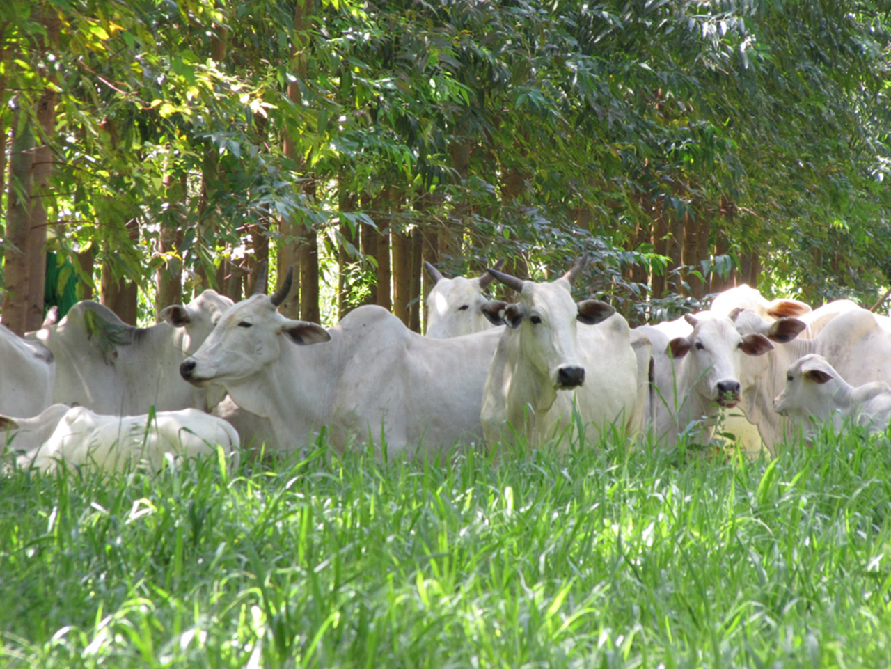 Pastizal de brachiaria establecido con la nueva semilla forrajera incrustada Serie Gold™ Green Star™, con vacas blancas.
