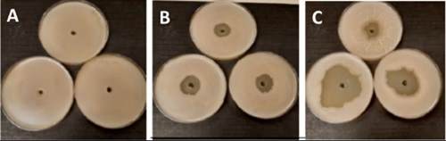 Exemplo de resultado do método de Kirby‑Bauer avaliando os efeitos de diferentes componentes sobre Bacillus sp. em meio ágar Mueller‑Hinton (MHA). A representa a amostra controle, composta apenas por água esterilizada; B indica um efeito negativo leve; e C indica um efeito negativo severo.