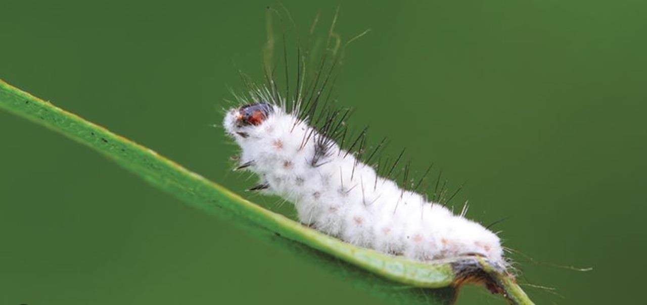Beauveria bassiana