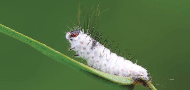 Beauveria bassiana