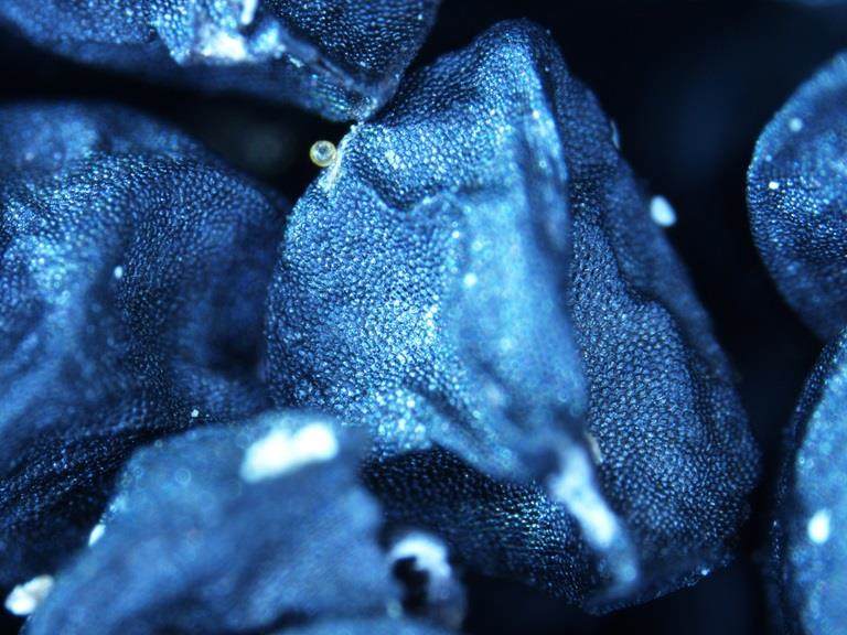 Mycorrhiza applied to onion seed in a film coating