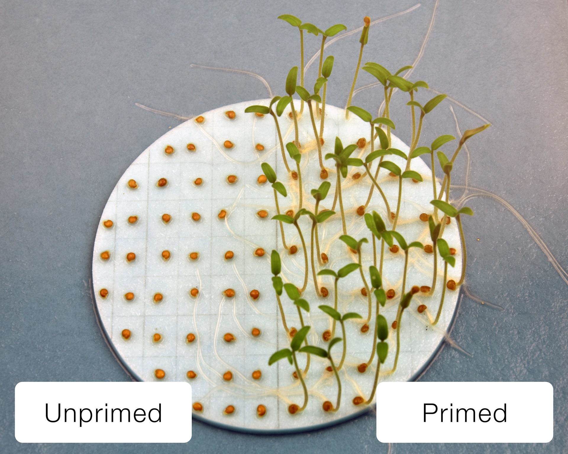 Comparison of seedlings from primed vs unprimed seed