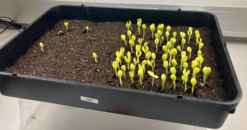 Les semis montrent une meilleure germination des semences traitées avec Promotor Watermelon par rapport aux semences non traitées.