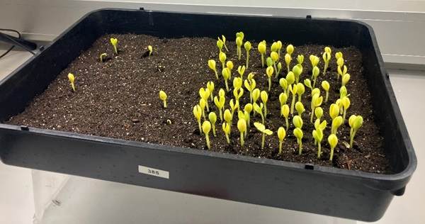 A comparison of germination speed and uniformity between seed primed with Incotec's Promotor Watermelon and unprimed seeds