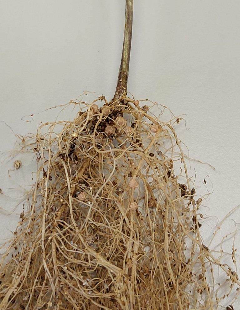 Les bactéries Rhizobia stimulent les divisions cellulaires qui conduisent à la formation du nodule.