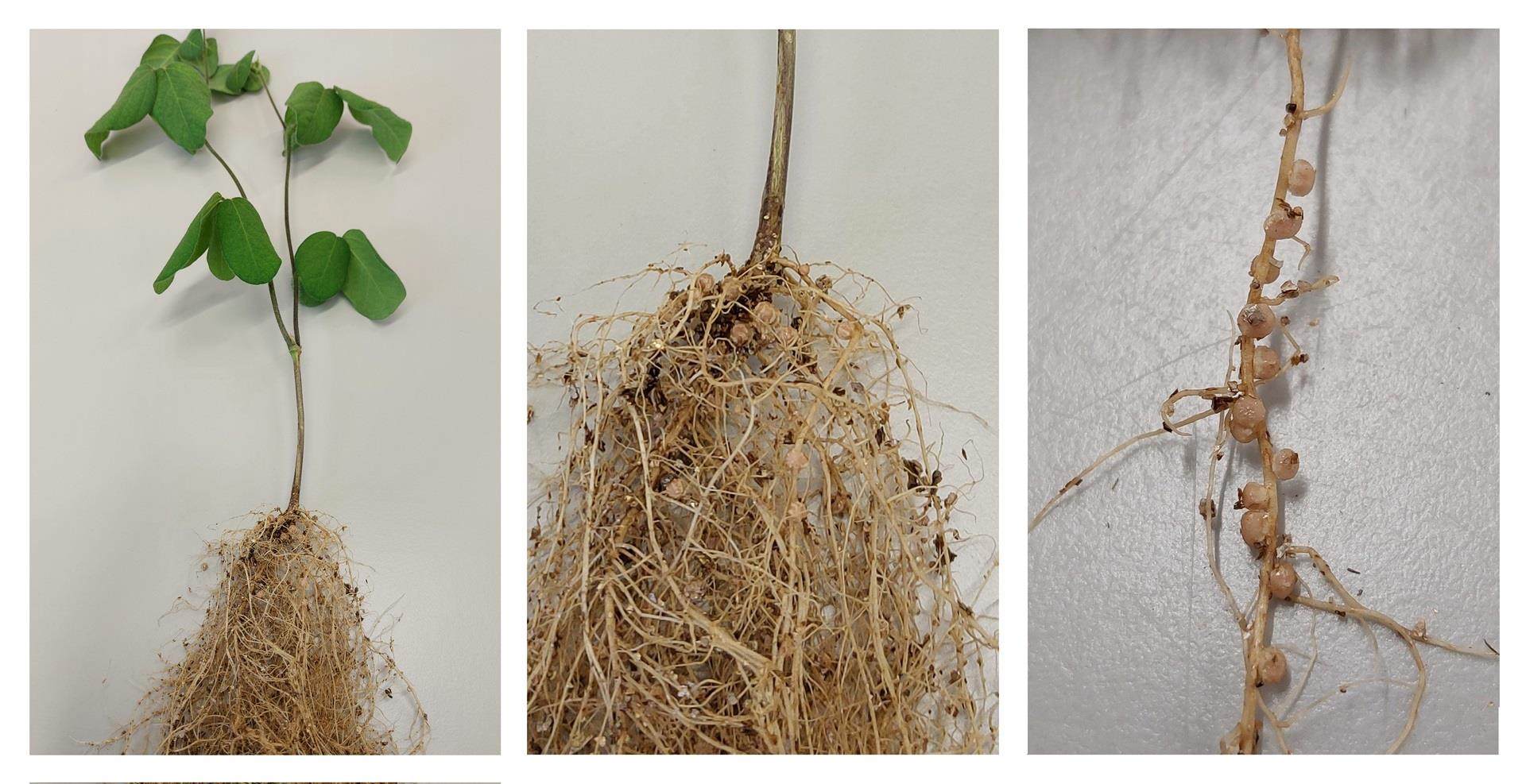 Les rhizobiums dans l'agriculture durable