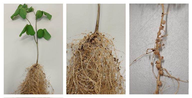 Les rhizobiums dans l'agriculture durable