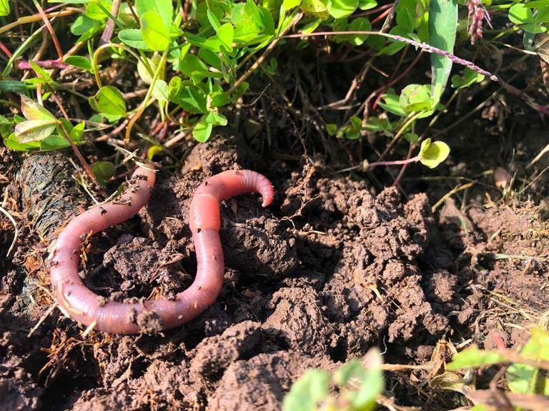 worm in de bodem die regeneratieve landbouw symboliseert
