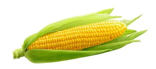 Ear of sweet corn