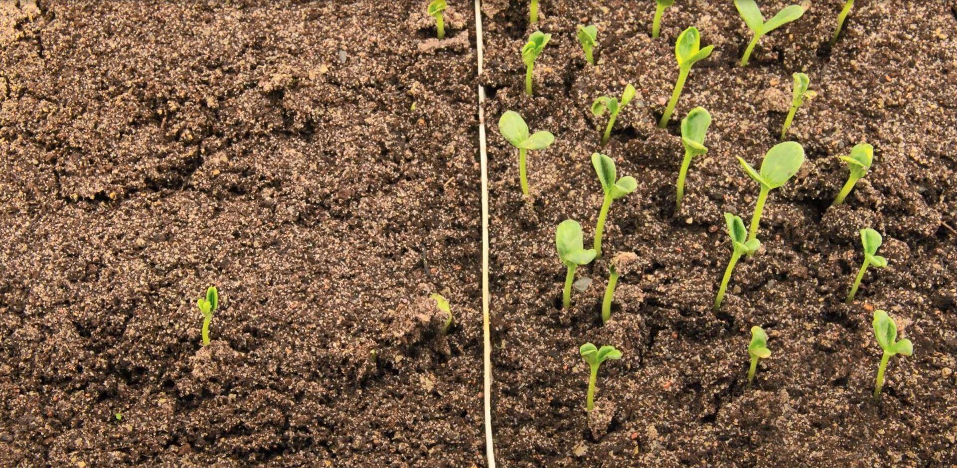semente de melancia preparada versus não preparada