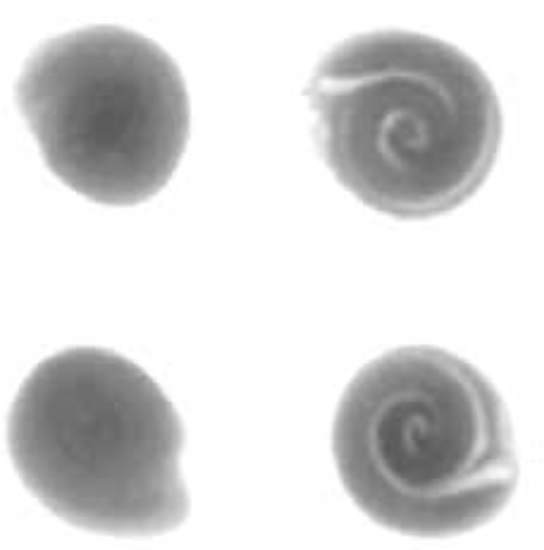 Seed embryo before and after Incotec's priming