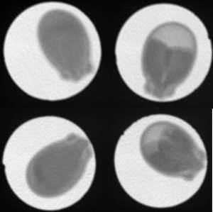 Comparison of seed embryos imaged on Incotec's X-ray seed upgrading equipment