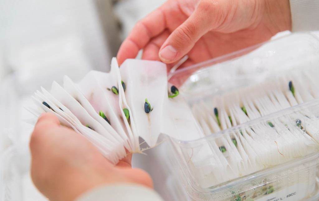 Trabajando en el laboratorio de germinación de Incotec.