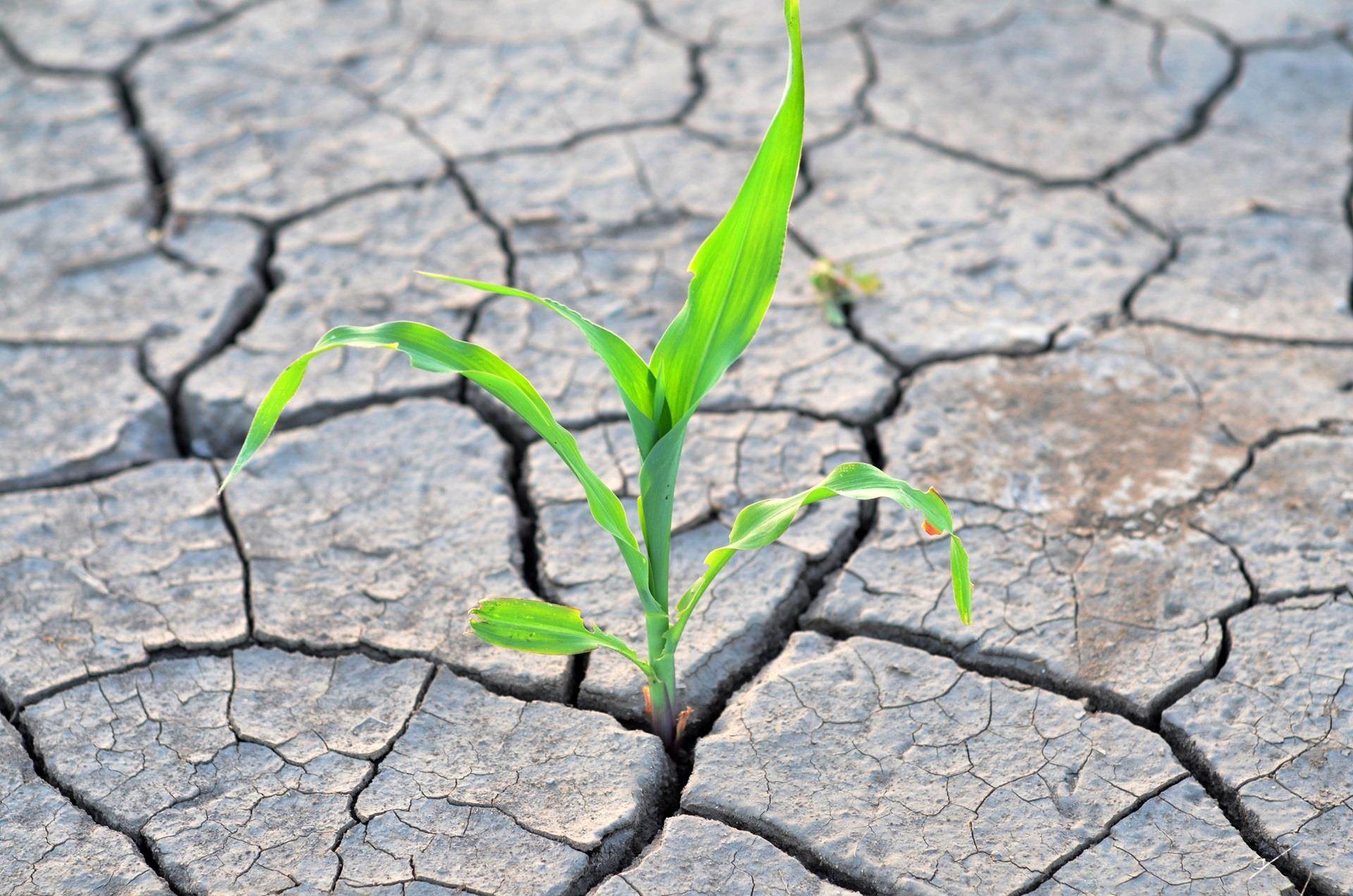 Plántula sana en suelo seco que ilustra las soluciones de Incotec para el estrés abiótico de las plantas.