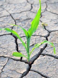 Plántula sana en suelo seco que ilustra las soluciones de Incotec para el estrés abiótico de las plantas.