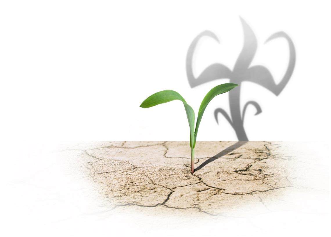 Mudas em solo seco. A sombra das mudas está flexionando seus músculos