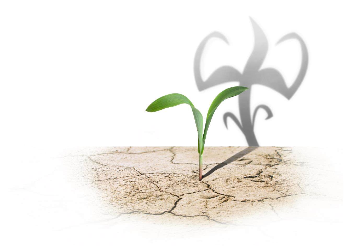 Mudas em solo seco. A sombra das mudas está flexionando seus músculos