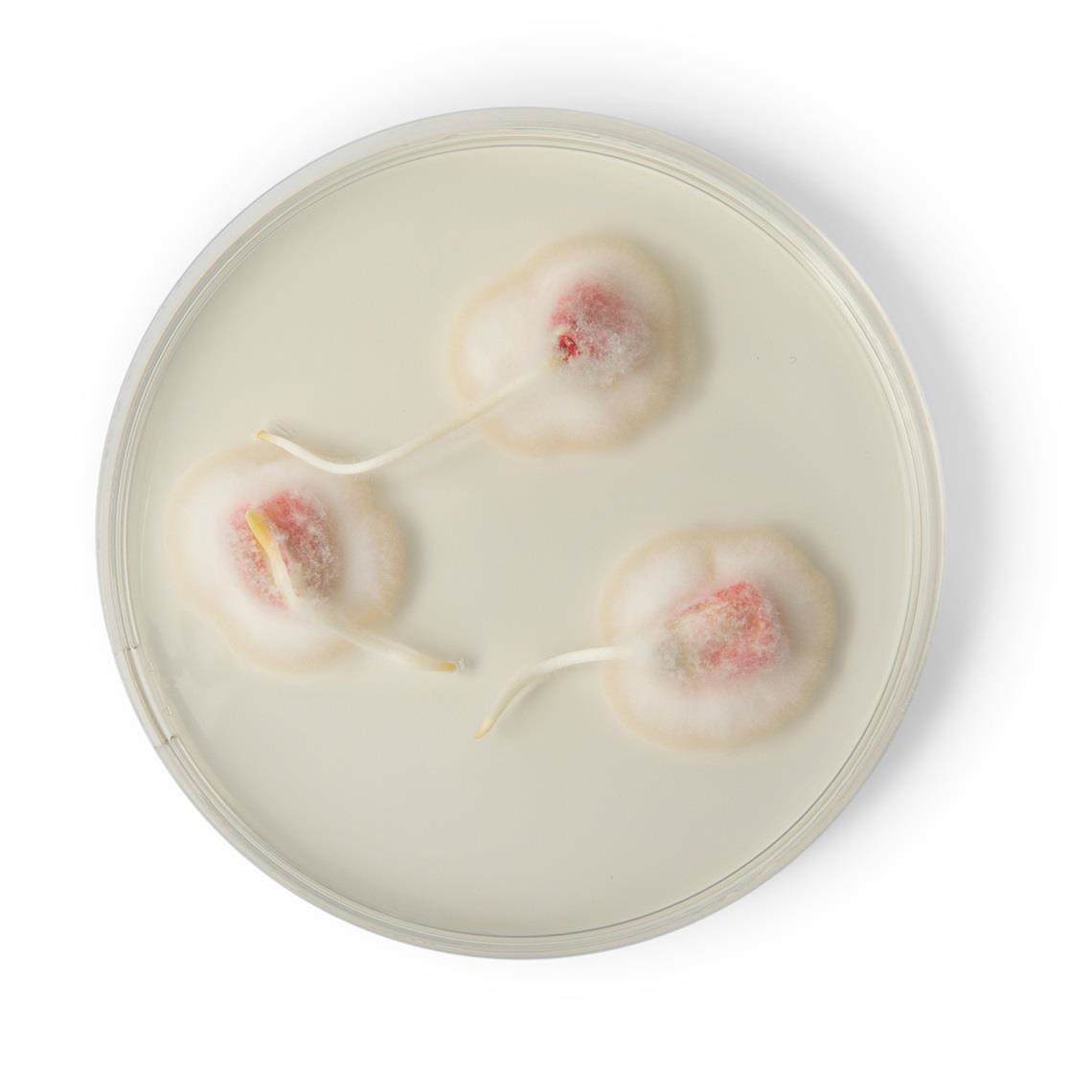 corn in petri dish