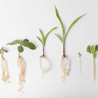 verbeterde wortelgroei