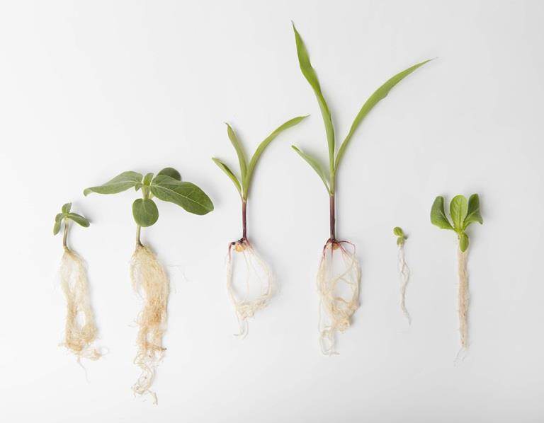 verbeterde wortelgroei