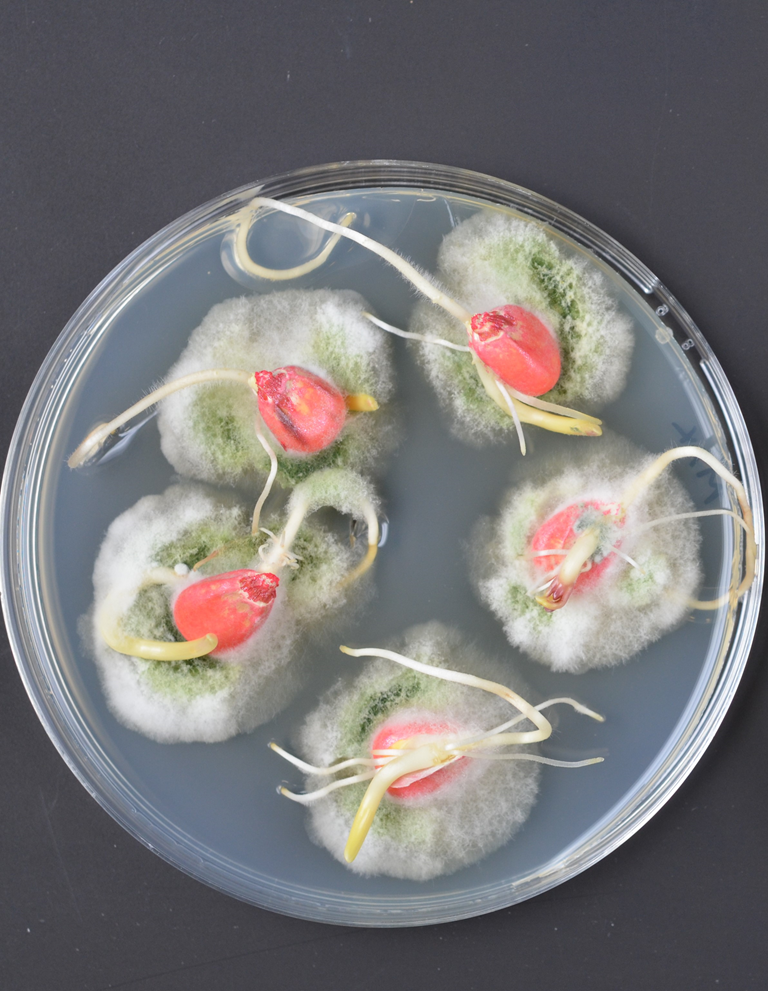 corn seeds and pathogens