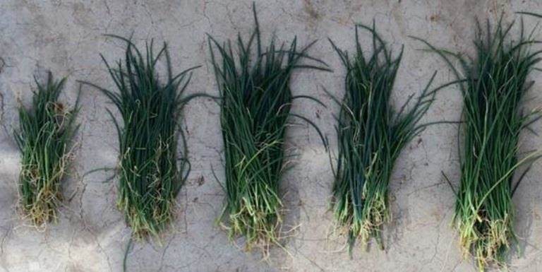 Effect of mycorrhiza on onion development