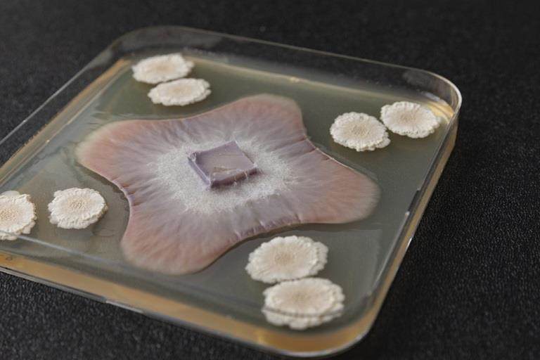 Petri dish demonstrating how fungi can work as protection for plants in agriculture