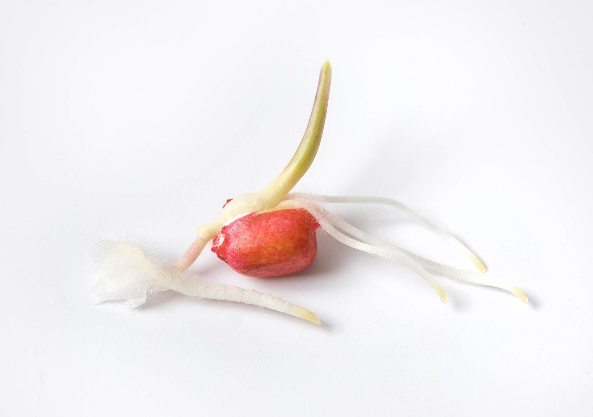 red corn seedling