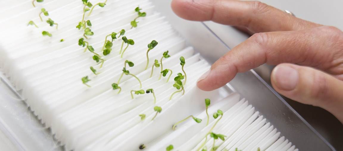 germination testing on paper