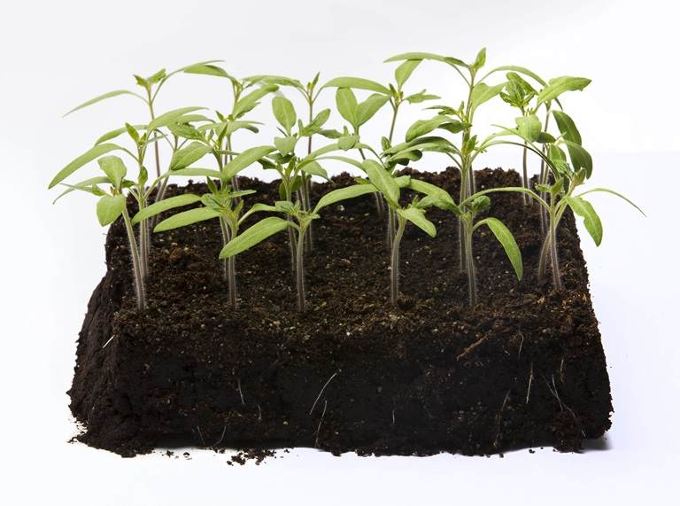 Seedlings from primed tomato seeds