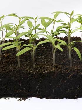 Seedlings from primed tomato seeds