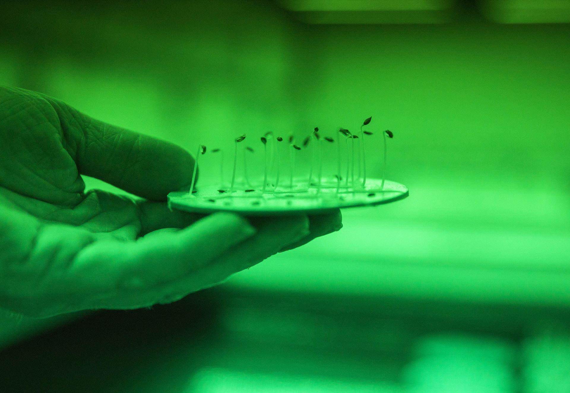 Thermogradient test lettuce