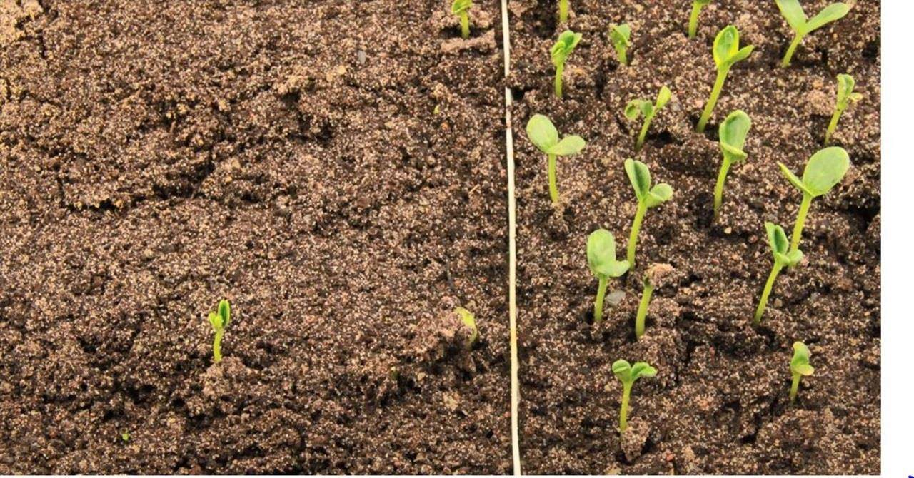 Seedlings from primed watermelon seeds vs unprimed seeds