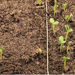 Seedlings from primed watermelon seeds vs unprimed seeds