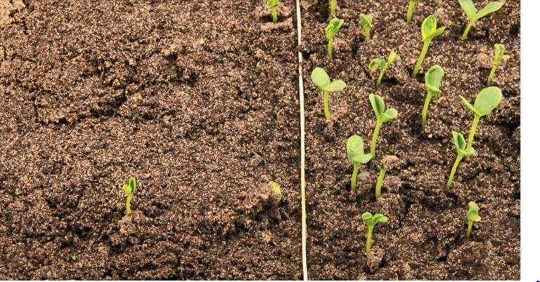 A germinação e o desenvolvimento de sementes com priming e sem priming