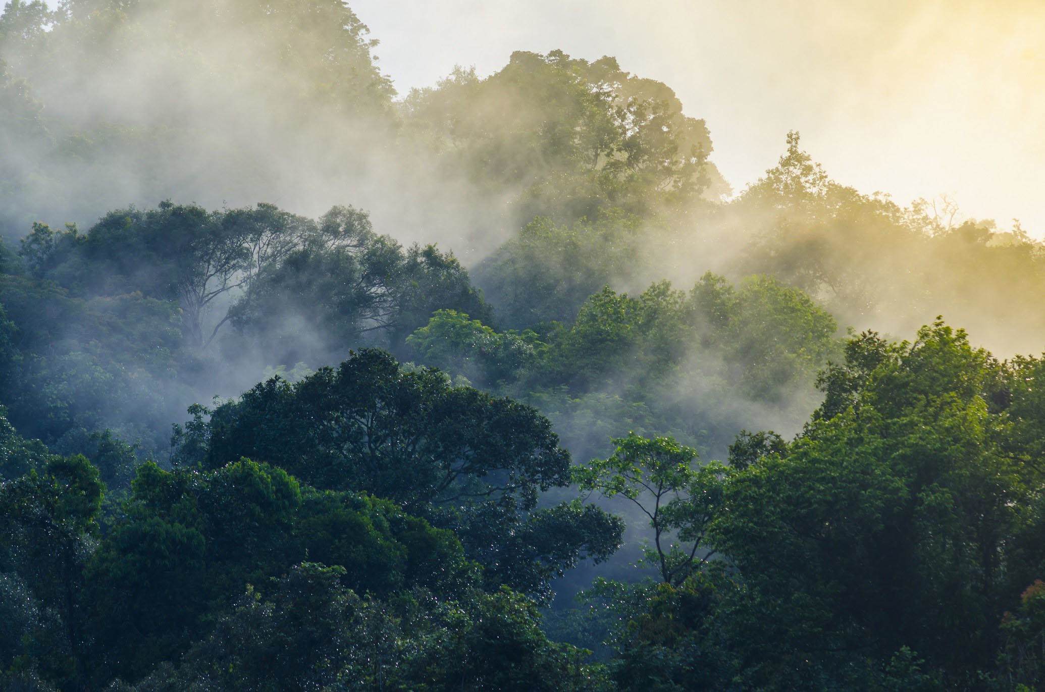 Clouds above rainforest